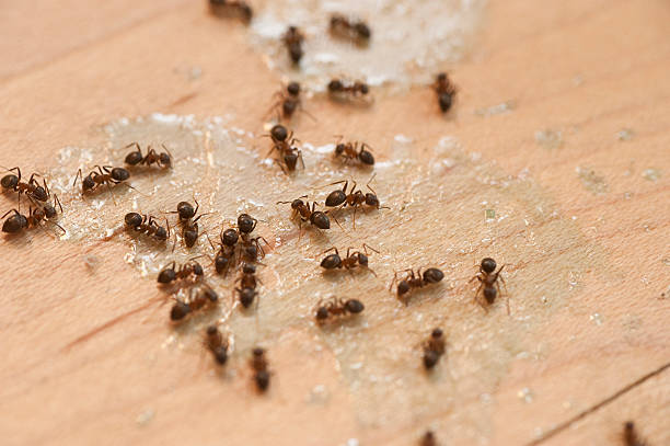 Best Commercial Pest Control Services  in Sheldon, TX